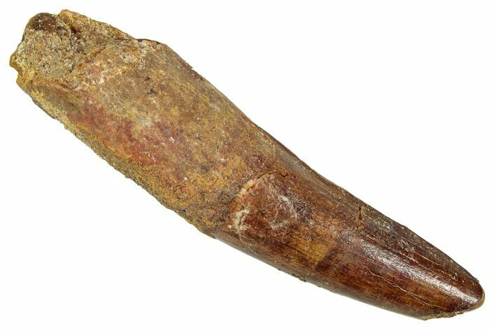 Fossil Spinosaurus Tooth - Real Dinosaur Tooth #344377